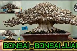 Bonsai Kimeng Juara Nasional